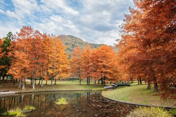 Bald cypress (Taxodium distichum) in Ono park, Sanda, Hyogo prefecture, Japan in autumn