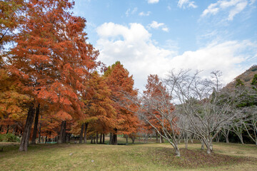 Bald cypress (Taxodium distichum) in Ono park, Sanda, Hyogo prefecture, Japan in autumn
