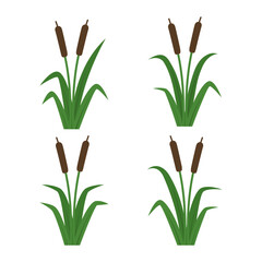 cattail design vector flat isolated illustration