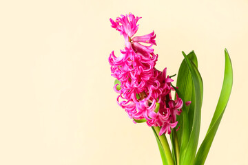 Beautiful pink hyacinth flower on beige background