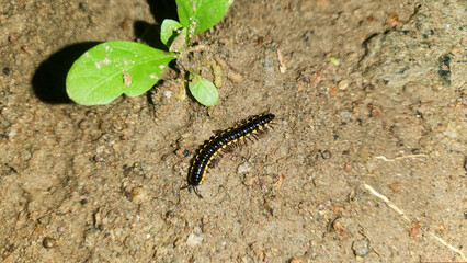 Close-up of a black and yellow millipede crawling on dry soil at night, with visible leaves and textured ground.