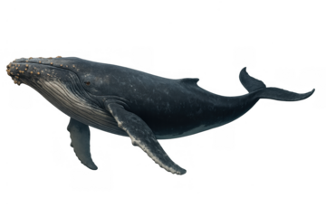 Humpback whale swimming underwater, showing marine wildlife, ocean animal on transparent background