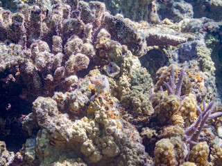 セダカギンポ, Leopard blenny, Exallias brevis, イソギンポ科,
美しいサンゴ礁と熱帯魚の群れ。
嘉比島沖縄県
島尻郡慶良間諸島座間味島-2025
サンゴの産卵があり卵が漂う。沖縄本島から40km西方の諸島。30以上の島嶼群全体が国立公園に指定。珊瑚礁の青い海と白い砂浜は世界屈指の美。貴重な動植物が多数生息。
