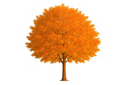 Autumn tree displaying vibrant orange and yellow foliage, isolated on a transparent background, changing season concept - Powered by Adobe