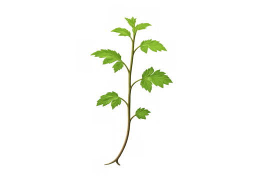 Young green plant sprout with roots, growing nature, a new seedling emerging with fresh leaves on transparent background