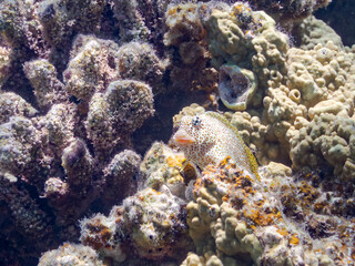 セダカギンポ, Leopard blenny, Exallias brevis, イソギンポ科,
美しいサンゴ礁と熱帯魚の群れ。
嘉比島沖縄県
島尻郡慶良間諸島座間味島-2025
サンゴの産卵があり卵が漂う。沖縄本島から40km西方の諸島。30以上の島嶼群全体が国立公園に指定。珊瑚礁の青い海と白い砂浜は世界屈指の美。貴重な動植物が多数生息。
