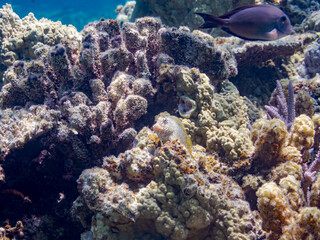 セダカギンポ, Leopard blenny, Exallias brevis, イソギンポ科,
美しいサンゴ礁と熱帯魚の群れ。
嘉比島沖縄県
島尻郡慶良間諸島座間味島-2025
サンゴの産卵があり卵が漂う。沖縄本島から40km西方の諸島。30以上の島嶼群全体が国立公園に指定。珊瑚礁の青い海と白い砂浜は世界屈指の美。貴重な動植物が多数生息。
