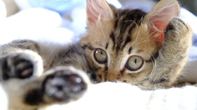 Curious tabby cat , side view. Portrait of tabby cat, intensive staring. Mixed breed, maine coon, norwegian forest cat. Looking at camera	