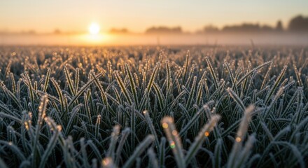 Close-up of frost-covered grass blades under a golden sunrise, with blurred field and sky