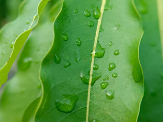 “Fresh green leaves display scattered raindrops that glisten softly, creating a natural, calming scene with gentle textures and vibrant shades of green.”