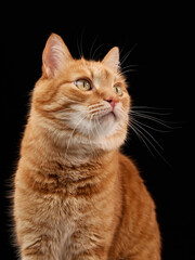 A ginger cat sits still and looks up slightly with alert ears. Captured in studio lighting against black background.