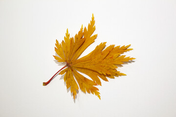 A brown maple leaf placed on a white background.