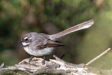Australian Grey Fantail bird perched on log