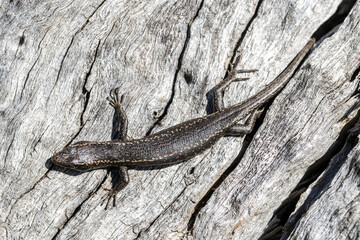 Australian Spencer's Skink basking outside it's tree hollow