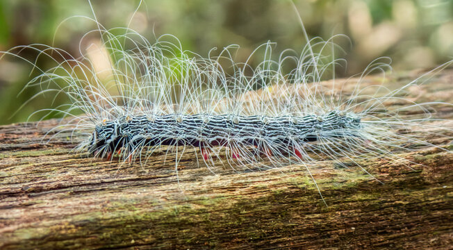 Lonomia caterpillar sometimes called a Hazel Caterpillar, Hairy Caterpillar, or Fire Caterpillar (Lonomia cf. obliqua) in Gunung Mula National Park, Sarawak, Borneo, Malaysia
