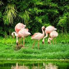 Pink flamingos foraging for food near water