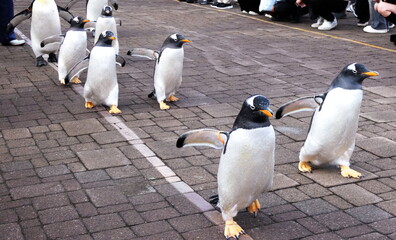 ペンギのお散歩