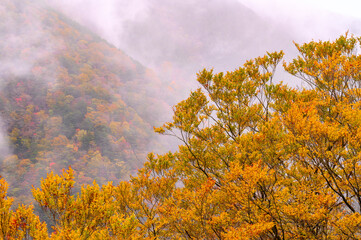 霧湧く紅葉の山肌