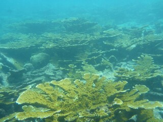 Yellow coral formations on a shallow reef