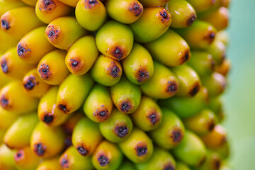 Close-up of ripe Konjac fruit in forest