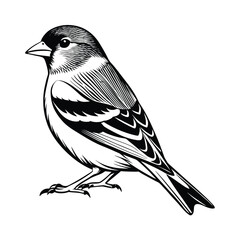 American goldfin silhouette black vector icon