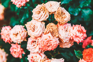 Hybrid tea roses blooms profusely on lush green bush, displaying delicate petals in soft pinks....