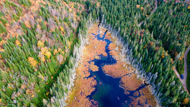 Aerial view of a marsh surrounded by forest in autumnal colors