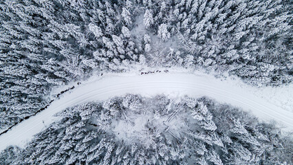 Bird's-eye view of a snow-covered road winding through the boreal forest on a winter's day.