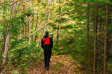 Naklejka premium A small game hunter walks along a forest trail in search of prey on a beautiful autumn day.