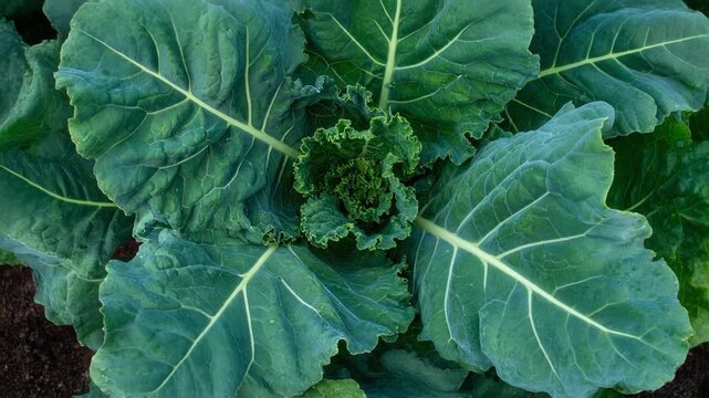 Collard greens leaves gliding shot, showcasing deep green texture and healthy food. Organic vegetable, farming, and nutrition concept.