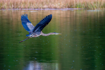 Great blue heron flying over a marsh