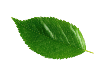 Close-up of a vibrant green leaf, exhibiting intricate vein patterns