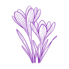 Hand Drawn Crocus Flower, Botanical Outline Vector Illustration