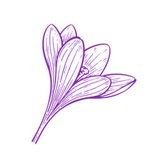 Hand Drawn Crocus Flower, Botanical Outline Vector Illustration