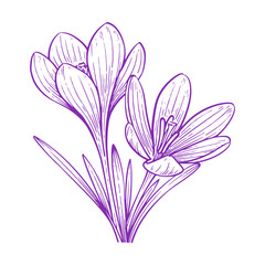 Hand Drawn Crocus Flower, Botanical Outline Vector Illustration