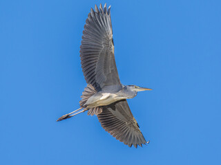 羽ばたくアオサギ