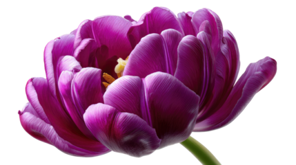 Vibrant Tulip: An exquisite close-up of a stunning, deep purple tulip in full bloom, showcasing the intricate details of its petals and the delicate beauty of nature.