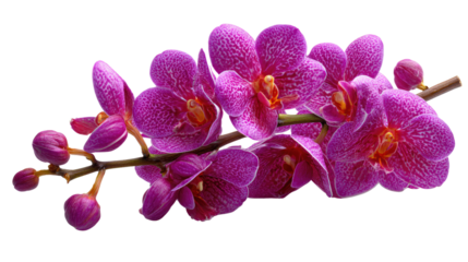 Exquisite Orchid Blossoms: A stunning branch of vibrant purple orchids unfurls its delicate petals, a testament to the artistry of nature. capturing the essence of elegance and grace.