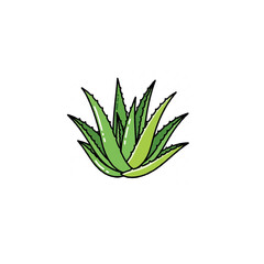 Isolated Aloe Vera Succulent Illustration