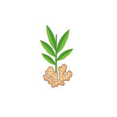 Ginger root with green leaves illustration