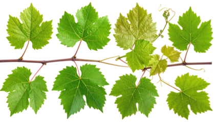 A close-up image of a vibrant green grapevine branch with multiple, uniquely shaped, light green leaves. The leaves show a delicate structure