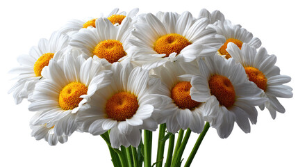Floral Elegance: A bouquet of pristine daisies radiates with simple beauty. Their bright white petals and golden centers bring a fresh, delicate aesthetic. 