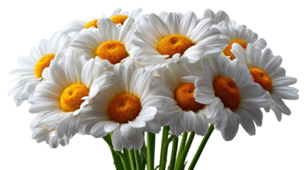 Floral Elegance: A bouquet of pristine daisies radiates with simple beauty. Their bright white petals and golden centers bring a fresh, delicate aesthetic. 