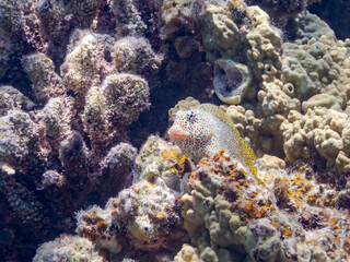 セダカギンポ, Leopard blenny, Exallias brevis, イソギンポ科,
美しいサンゴ礁と熱帯魚の群れ。
嘉比島沖縄県
島尻郡慶良間諸島座間味島-2025
サンゴの産卵があり卵が漂う。沖縄本島から40km西方の諸島。30以上の島嶼群全体が国立公園に指定。珊瑚礁の青い海と白い砂浜は世界屈指の美。貴重な動植物が多数生息。
