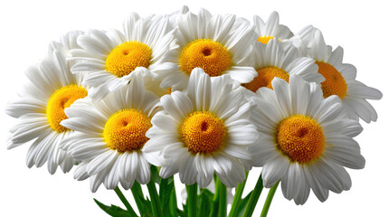Fototapeta premium Daisy's Bouquet: A collection of exquisite daisies, their radiant white petals and sunlit yellow centers a testament to nature's inherent beauty.