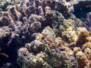 セダカギンポ, Leopard blenny, Exallias brevis, イソギンポ科,
美しいサンゴ礁と熱帯魚の群れ。
嘉比島沖縄県
島尻郡慶良間諸島座間味島-2025
サンゴの産卵があり卵が漂う。沖縄本島から40km西方の諸島。30以上の島嶼群全体が国立公園に指定。珊瑚礁の青い海と白い砂浜は世界屈指の美。貴重な動植物が多数生息。
