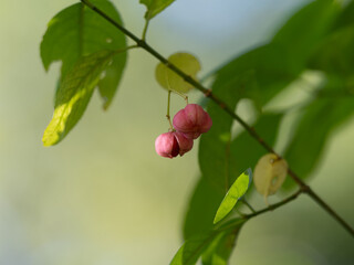 淡いピンクの中国まゆみの実
