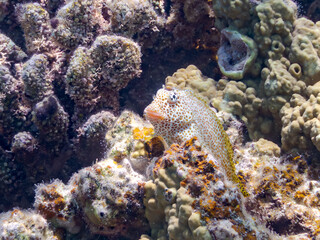 セダカギンポ, Leopard blenny, Exallias brevis, イソギンポ科,
美しいサンゴ礁と熱帯魚の群れ。
嘉比島沖縄県
島尻郡慶良間諸島座間味島-2025
サンゴの産卵があり卵が漂う。沖縄本島から40km西方の諸島。30以上の島嶼群全体が国立公園に指定。珊瑚礁の青い海と白い砂浜は世界屈指の美。貴重な動植物が多数生息。
