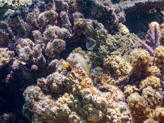 セダカギンポ, Leopard blenny, Exallias brevis, イソギンポ科,
美しいサンゴ礁と熱帯魚の群れ。
嘉比島沖縄県
島尻郡慶良間諸島座間味島-2025
サンゴの産卵があり卵が漂う。沖縄本島から40km西方の諸島。30以上の島嶼群全体が国立公園に指定。珊瑚礁の青い海と白い砂浜は世界屈指の美。貴重な動植物が多数生息。
