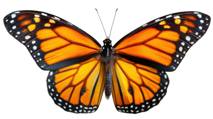 Monarch Butterfly: A captivating Monarch butterfly, its wings spread wide, showcases an intricate design of vibrant orange, black, and white patterns, a symbol of nature's artistry.